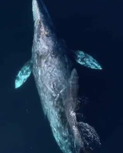 🔥 Gray whale and her calf