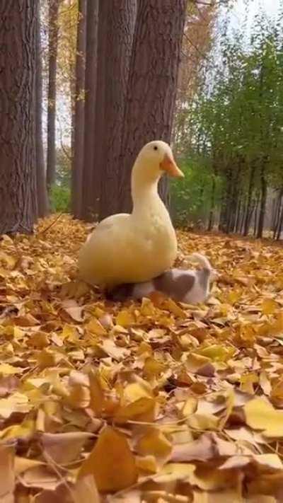 When the weather gets cold, the puppy finds the mother duck to keep warm