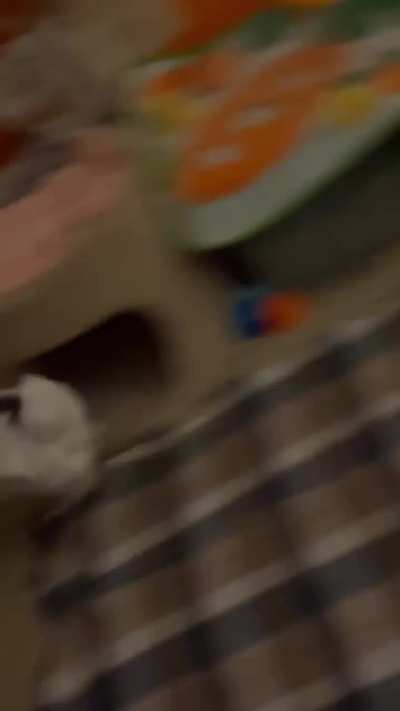 Late Night Pepper Binkies and Zoomies 