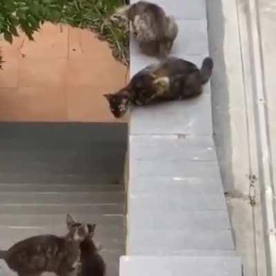 “Ohana means family. Family means no one gets left behind or forgotten.”