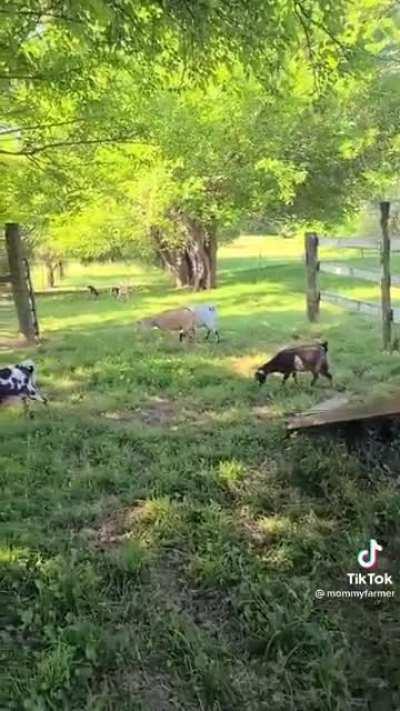 Farmer takes us around her farm to show us her daily routine. Some of the animals are a bit unpredictable
