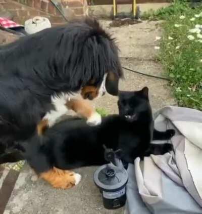 A vigorous tapping of the cat.