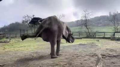 🔥 Elephant stretching out it's legs