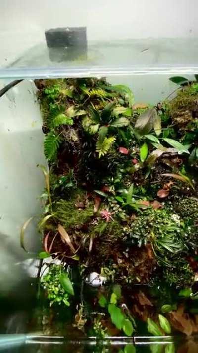 60 gallon tank turned paludarium