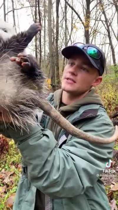 Man Picks up an Opposum and knows super cool facts about them