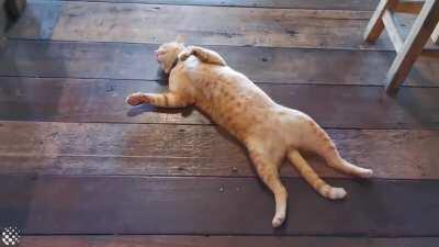 Lazy cat sleeps on busy restaurant floor refusing to move. Source : NewsFlare on YouTube.