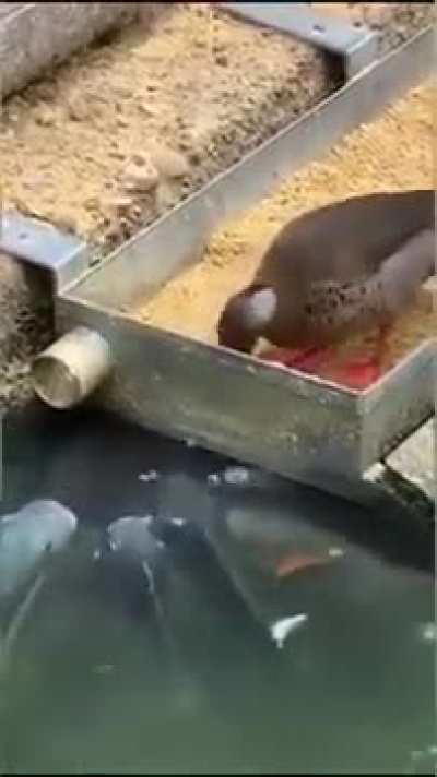 If they hadn't recorded it, no one would believe it