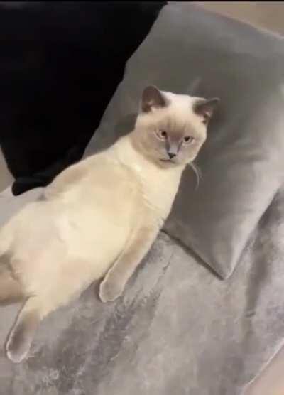 Existential crisis cat