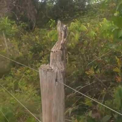 This birds camouflage