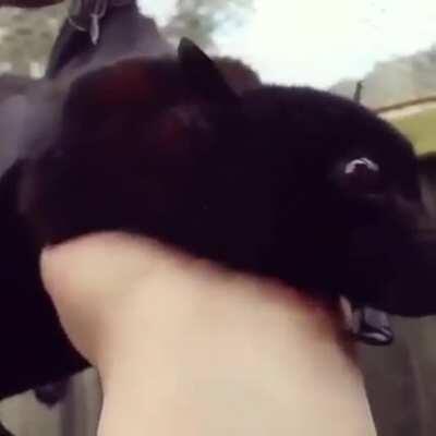 Who dare disturb the sky puppy