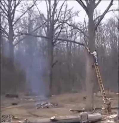 the trees can hit back!