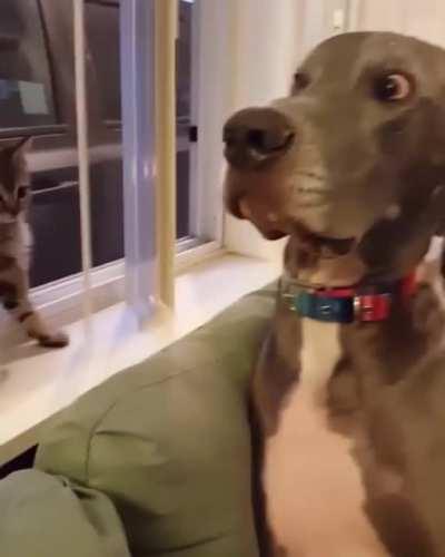 This kitten don't mess around