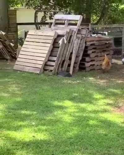 Vegan because chickens just wanna have fun. 💚🐔