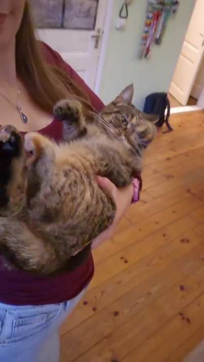 I think Miso never got the memo that she's a full-grown adult. She still wants to be rocked like a baby