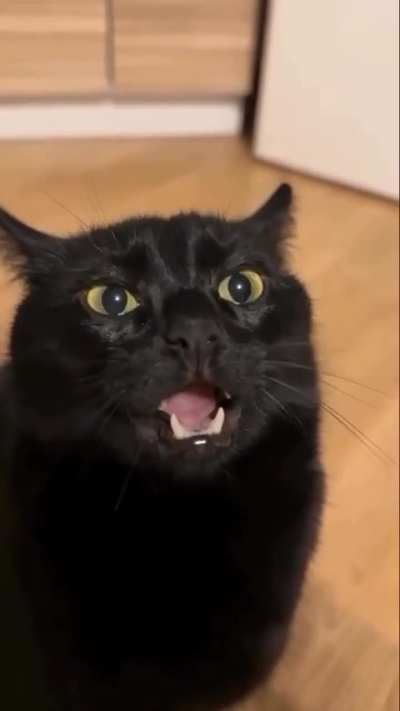 LOOK WHAT YOU DID TO THE CAT