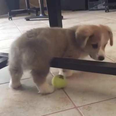 Filming this stuck pup