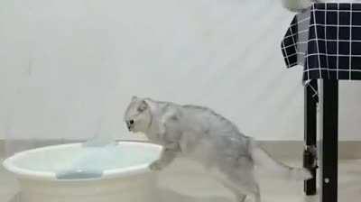 Cat.exe has stopped following physics