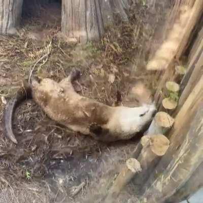 Dem’s some good scritchies