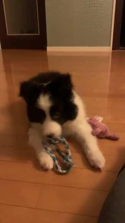 From chewing to... pouncing!!!! Shachi, 12weeks