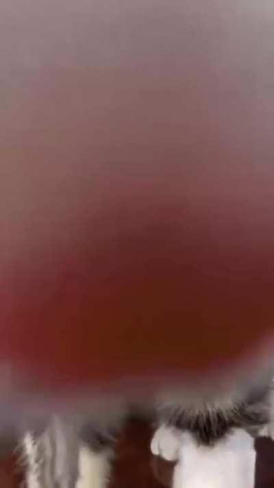 Theory of cats, saving you from sin