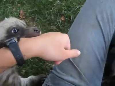 WoMan MAuLeD To DeaTh bY HyeNAs B4 ThEy reSoRt tO CaNnIBaLiSM