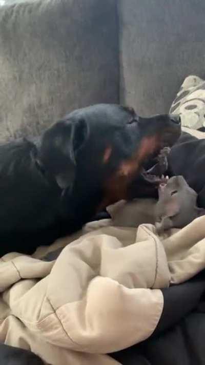 Rottweiler destroys Sphinx