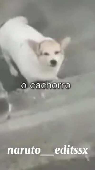 🎶Cachorrinho rebaixado🎶