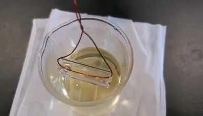 Watch a glass tube disappear when dipped in soybean oil, which has the same refraction index as the glass