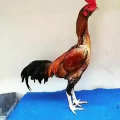 Bom dia galera do grupo 🌷