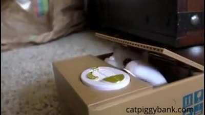 Cat dies as it sees a coin stealing cat toy.