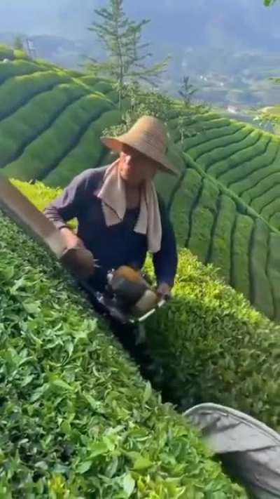 Harvesting Tea In China