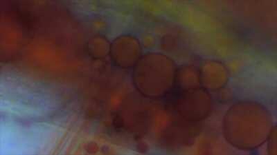 Never thought I’d find microscopic organs beautiful