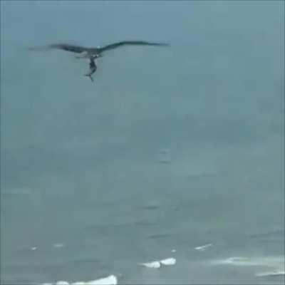 flying shark fly to the moon