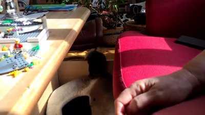 We were busy arresting one smol criminal and his accomplice almost escaped