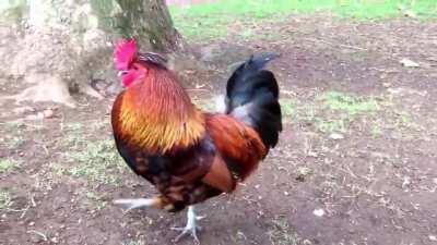 Since Ikora's and Zavala's VA already sent their messages to Titans and Warlocks, Colonel's VA also has a message for hunters