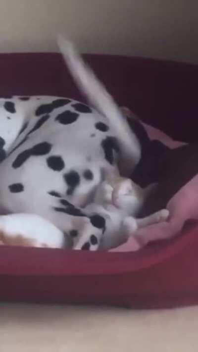 Cachorro fia da puta