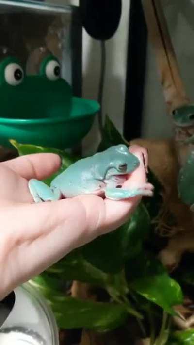 Footage of my overexcited 3 month old trying to latch...