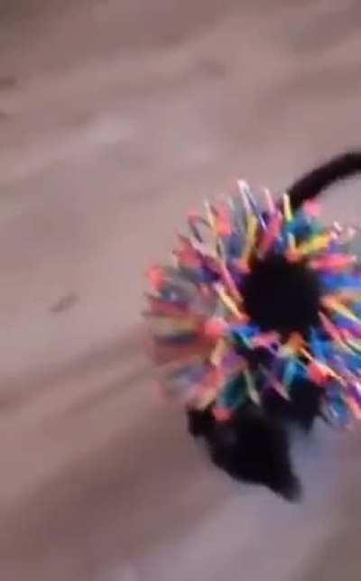 Technically canon if Diavolo dies