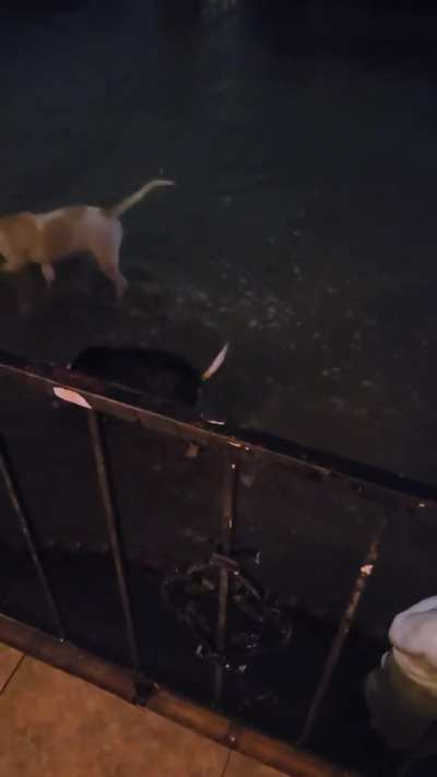 American Bulldogs enjoying the rain