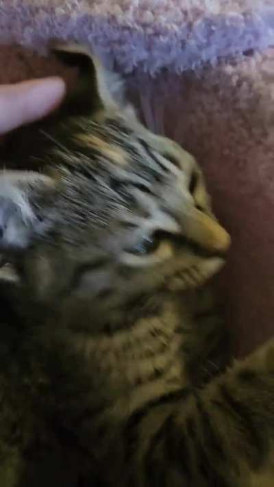 My new foster kitten