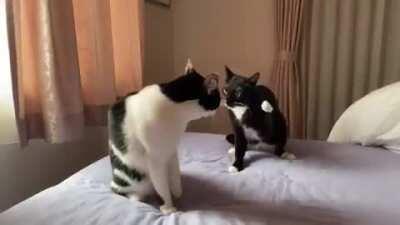 Unprovoked, premeditated first degree jab