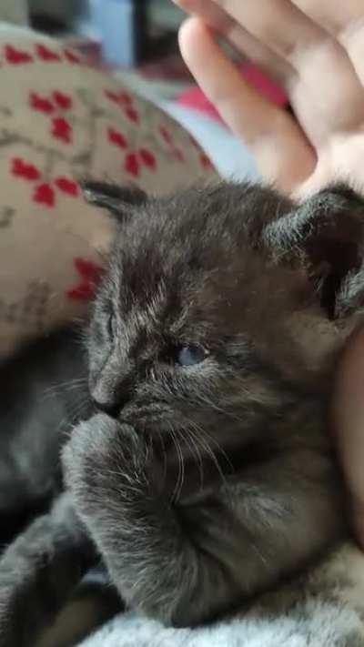 Little Kiwi showing off his deadly blades