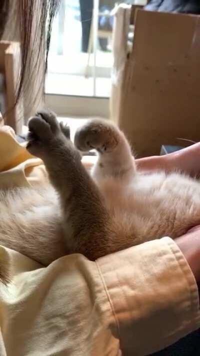 How beautiful this cat