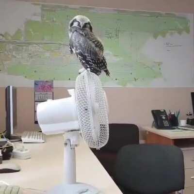 Chilling on the fan 🦉