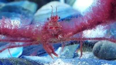 Meet Tabitha Crabston, the scorpion spider crab! Isn't she a beauty?