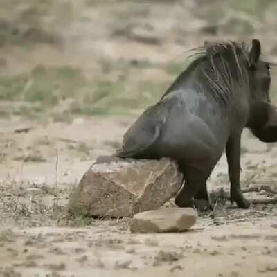 When that itch is out of reach you definately need to make a plan.