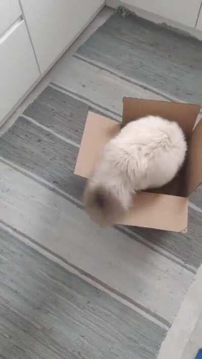 How to catch a pokemon: cat edition