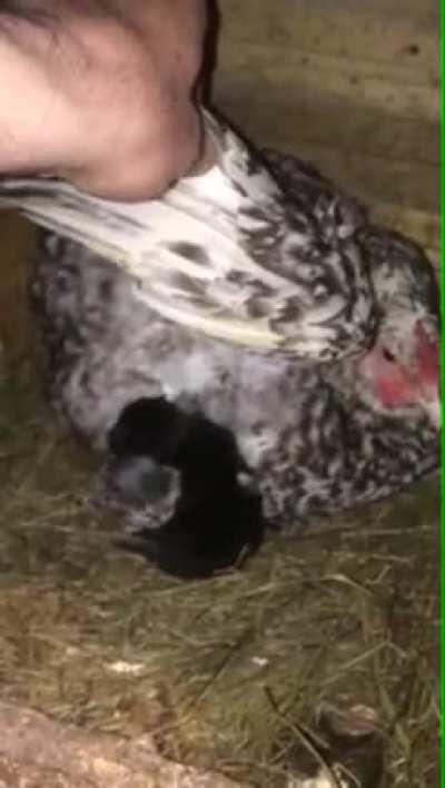 Chicken doesn’t discriminate