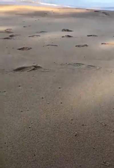 Horn-Eyed Ghost Crabs Can Move 100 Body-Lengths Per Second!