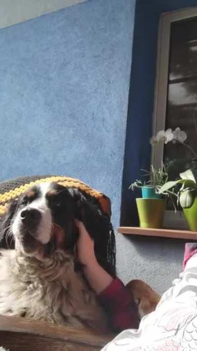 Severally underpeted Berner